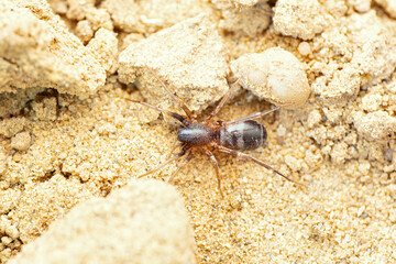 Desert ant mimic spider, Castianeira zetes, Desert National Park, Rajasthan