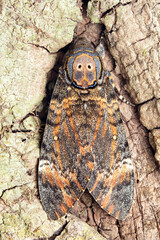 Death's head hawk moth , Acherontia atropos, Satara, Maharashtra, India