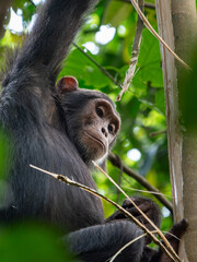 Skeptischer Schimpanse schaut in die Kamera