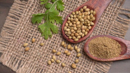 Dry coriander seeds with small bamboo spoon and green fresh bunch coriander leaves,famous spices ingredients in asia's kitchen.