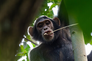 Schimpanse zieht Grimasse mit Blick in die Kamera