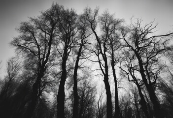 Black and white trees silhouettes