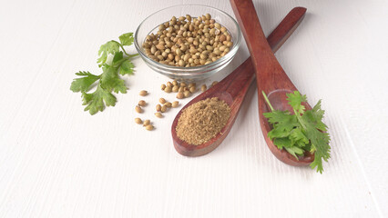 Dry coriander seeds with small bamboo spoon and green fresh bunch coriander leaves,famous spices ingredients in asia's kitchen.