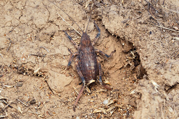 Diabolic's Brown ground katydid, Neduba diabolica, Satara, Maharashtra, India