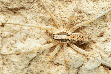 Dorsal of Desert wolf spider, Evippa sp, Desert National Park, Rajasthan