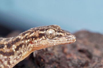 Head markings closeup of Satara plateau gecko, Hemidactylus satarensis, Satara, Maharashtra, India