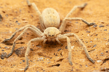 Huntsman spider, Eusparassus sp, Desert National Park, Rajasthan