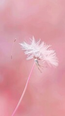 Delicate dandelion seed detached on a soft pink background