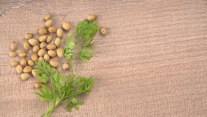 Dried coriander seeds with fresh green leaf isolated on wooden background. Top view. Flat lay