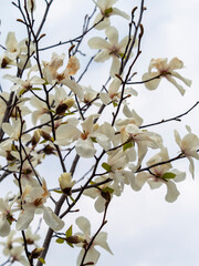 公園に咲くコブシの花