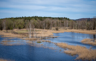 Swampy lake with brown grasses and forest in background