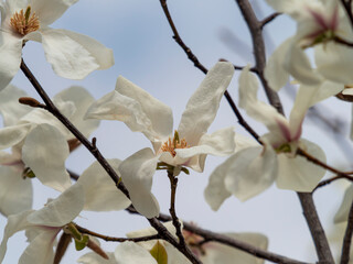 公園に咲くコブシの花