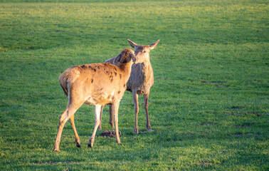 Two female red deer fighting on green meadow in spring