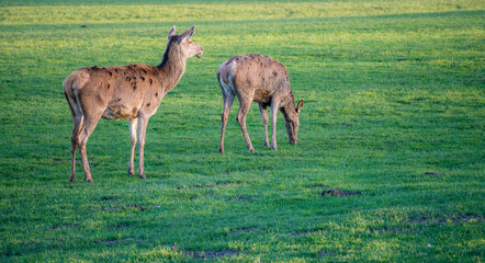 Naklejka na ściany i meble Two female red deer feeding on grass during sunset in spring