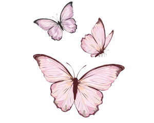 pink butterfly on white background	