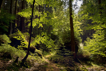 forest landscape. Deciduous forest with green trees in the sunlight