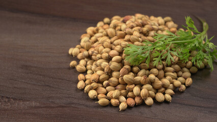 Dry coriander seeds with small bamboo spoon and green fresh bunch coriander leaves,famous spices ingredients in asia's kitchen.