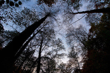 a silhouette of trees against the evening sky. Evening in the woods