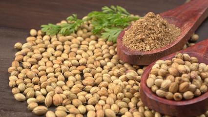 Dry coriander seeds with small bamboo spoon and green fresh bunch coriander leaves,famous spices ingredients in asia's kitchen.