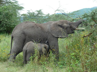 Naklejka na ściany i meble Elephant eating Tanzania