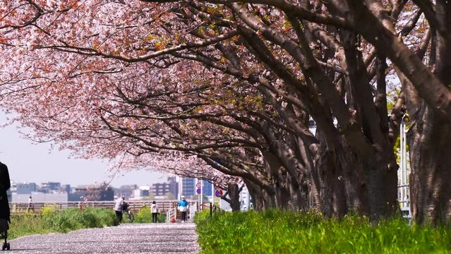 【東京都・大田区】桜舞う多摩川河川敷の風景　パンレフト　
Scenery of the Tama River riverbed with cherry blossoms dancing - Tokyo, Japan - 4K video - pan left