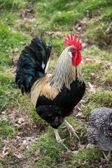 Big organic farming rooster with white head and green and black feathers