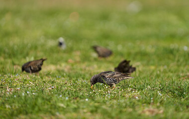 Flock of starlings foraging