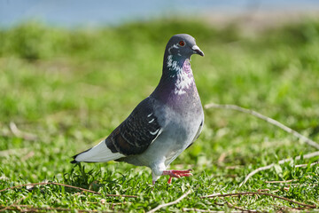Wood pigeon searching for food