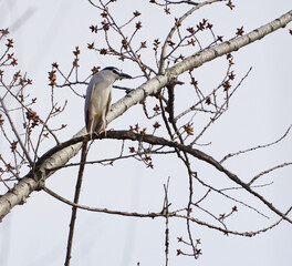 Fototapeta premium Night heron perched in a tree