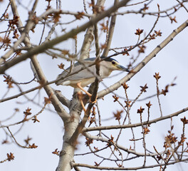 Night heron perched in a tree