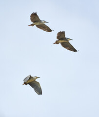 Night heron in flight