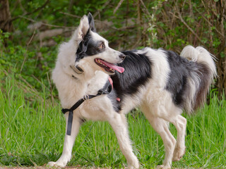 Close-up photo of an a dorable Border Collie dog walking in the park
