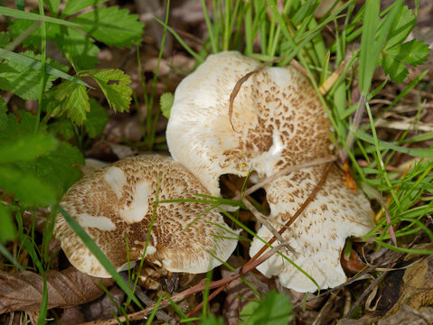 Overhead photo on an Lentinus tigrinus mushrooms among the grass