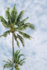 Palm tree leaves on white blue sky background, vibrant green fronds of coconut tree and fluffy clouds as nature summer landscape, outdoor scenic view, trend summer photo,  copyspace