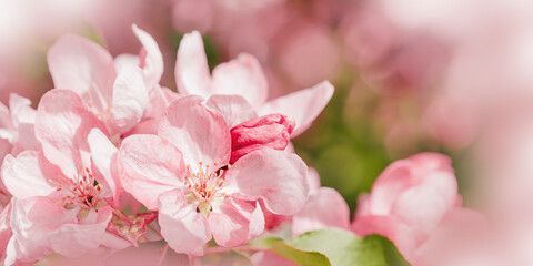 Naklejka na ściany i meble Beautiful apple tree branch at sunlight, spring blooming pink red flowers on blurred background, wide banner with copy space. Aesthetic nature scenic photo, close up fresh blooms at daylight