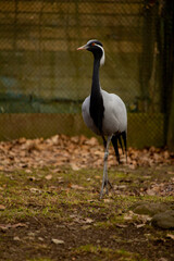 Fototapeta premium (Anthropoides virgo), also known as the blue crane.