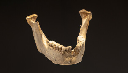 Antique human jawbone specimen on a dark background, indicative of archaeological interest or...