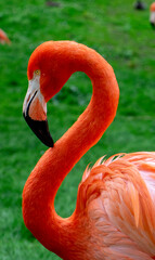 Flamencos en Esplendor Natural