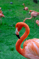 flamingo in the water