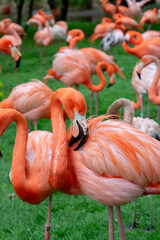 Encuentros Íntimos con Flamencos
