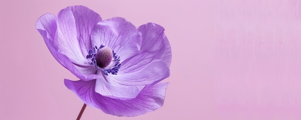 Purple anemone flower against a pink background