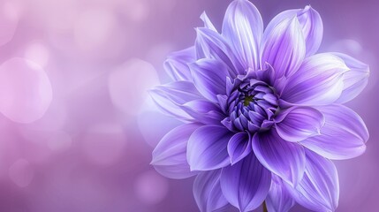 Purple dahlia flower with soft bokeh background