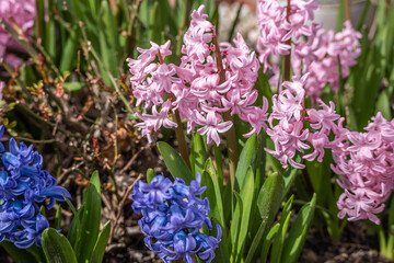 Common garden hyacinth flowering pink and blue in spring during easter