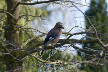 Eurasian Jay (Garrulus glandarius) perched on a tree branch in Zurich, Switzerland