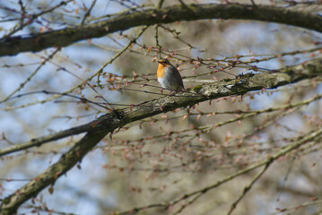 European robin (Erithacus rubecula) sitting on a tree branch in Zurich, Switzerland