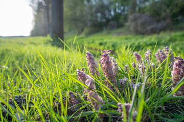 Lathraea squamaria common toothwort flowering on meadow during sunset