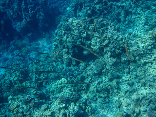Fototapeta premium Beautiful inhabitants of the coral reef in the Red Sea