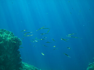 Fototapeta na wymiar Beautiful inhabitants of the coral reef in the Red Sea