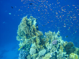 Beautiful inhabitants of the coral reef in the Red Sea