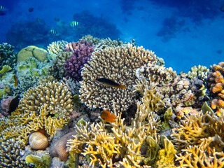 Beautiful inhabitants of the coral reef in the Red Sea